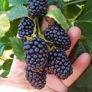 Ежевика Блэк Мэджик/ЦКор