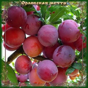 Слива китайская Орловская мечта /С