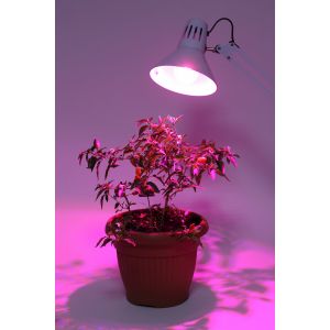 Лампа светодиодная для растений ЭРА FITO-10W-RB-E27-K