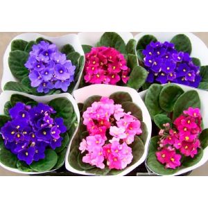 ФИАЛКА МИКС D9 H15