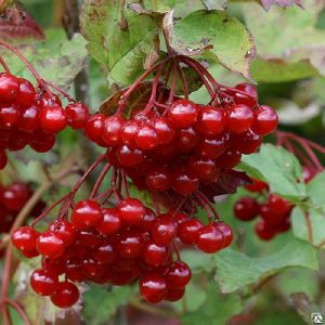 Калина красная (обыкновенная) Гранатовый браслет /ЦКор
