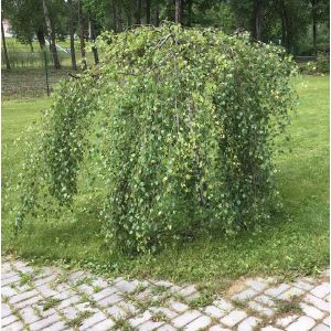 Береза повислая Юнги