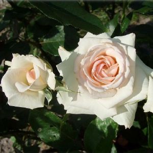 Роза Шванензее