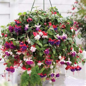 Фуксия ампельная 12