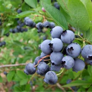 Голубика 2 л