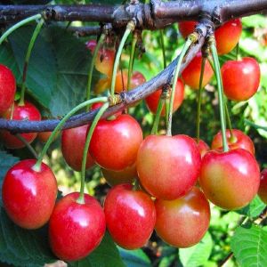 Черешня Брянская розовая, 2 л