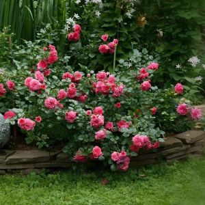 Роза Ландшафтная микс, V7