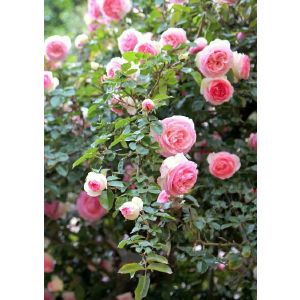 Роза Плетистая, V7