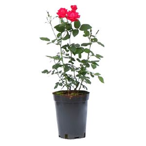 Роза Грандифлора Микс V7