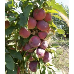 Яблоня колоновидная Московское ожерелье карлик подвой