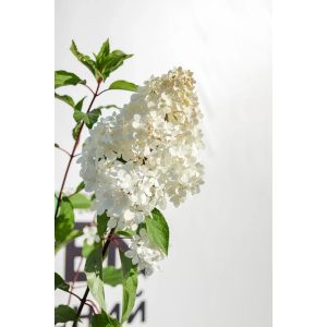 Гортензия метельчатая P2