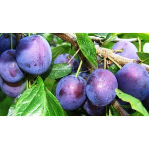 Алыча (Слива) 7 л