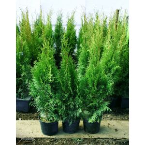 Туя Смарагд С3 60-80 см