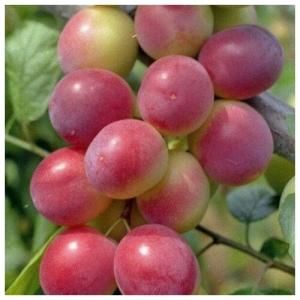 Слива русская (Алыча) Найдена/ЦКор