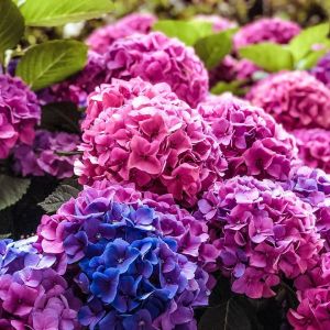 Гортензия крупнолистная смесь D19