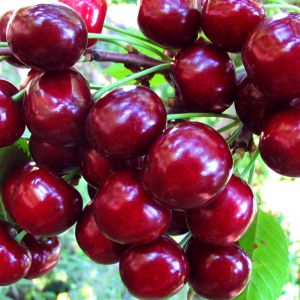 Вишня Жуковская/С