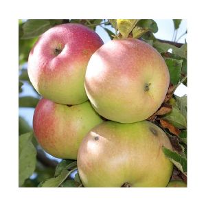 Яблоня Бессемянка Мичуринская/подвой 54-118 полукарл/С