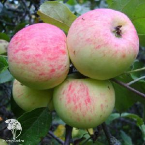 Яблоня Грушовка московская/подвой 54-118 полукарл/С