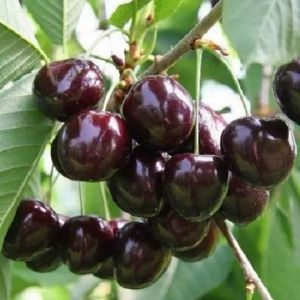 Черешня Речица/ЦКор