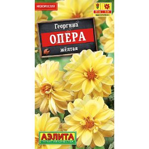 Георгин Опера желтая Аэлита Ц х10