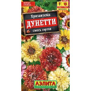 Хризантема Дунетти килеватая Аэлита Ц