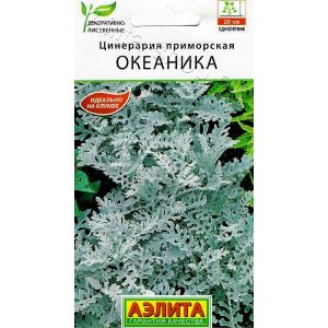 Цинерария Океаника Аэлита Ц
