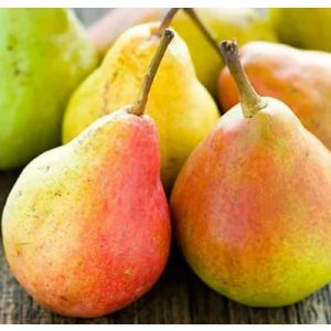 Груша пирамидальная Сапфира/С