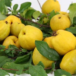 Айва японская 2 л