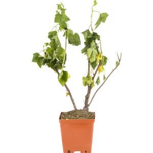 Смородина черная С2