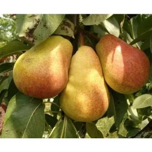 Груша Красавица Черненко (Русская красавица) С7