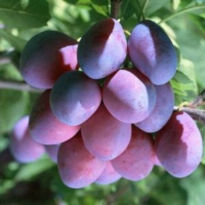 Слива Ника С2