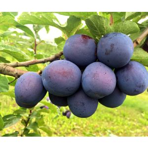 Слива Кромань/ЦКор