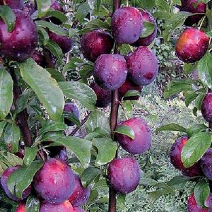 Слива русская (Алыча) Колонновидная/С