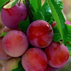 Слива русская (Алыча) Кубанская комета/С