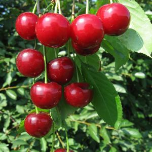 Вишня Саратовская малышка (Малышка) (дюк)/ЦКор