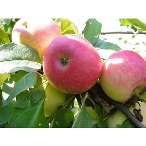 Яблоня Красное раннее/подвой семенной/С