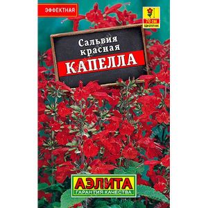 Сальвия красная Капелла «Лидер» Аэлита Ц