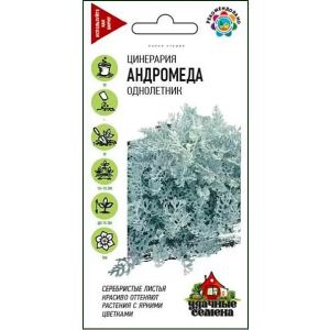 Цинерария приморская Андромеда Уд.сем.Гавриш Ц