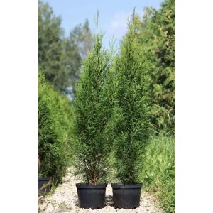 Туя Смарагд С2 50-70 см