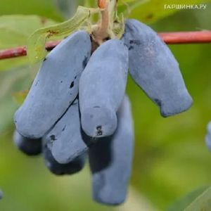 Жимолость съедобная Бакчарский юбилейная