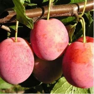 Слива Болховчанка 2 л