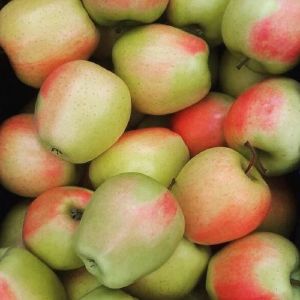 Яблоня Синап Северный 2 л